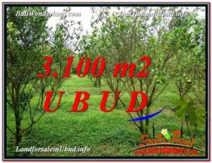 FOR SALE Magnificent 3,100 m2 LAND IN UBUD BALI TJUB593
